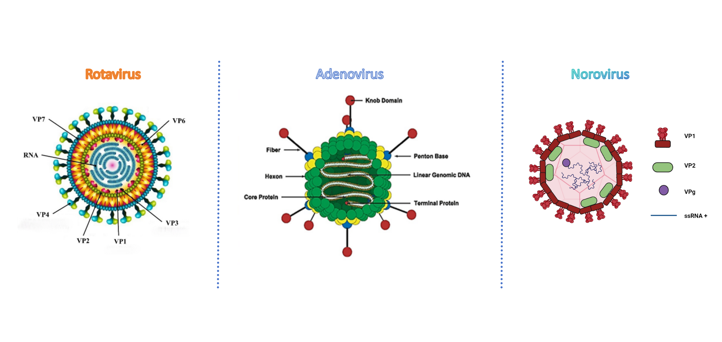 rotavirus adenovirus norovirus antigen test kit tes antigen rotavirus adenovirus norovirus