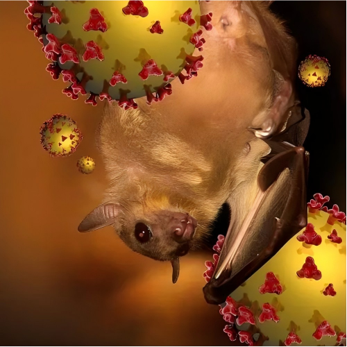 Virus Nipah (NiV): Gejala, Penularan, Diagnosis, dan Risiko Kesehatan Global