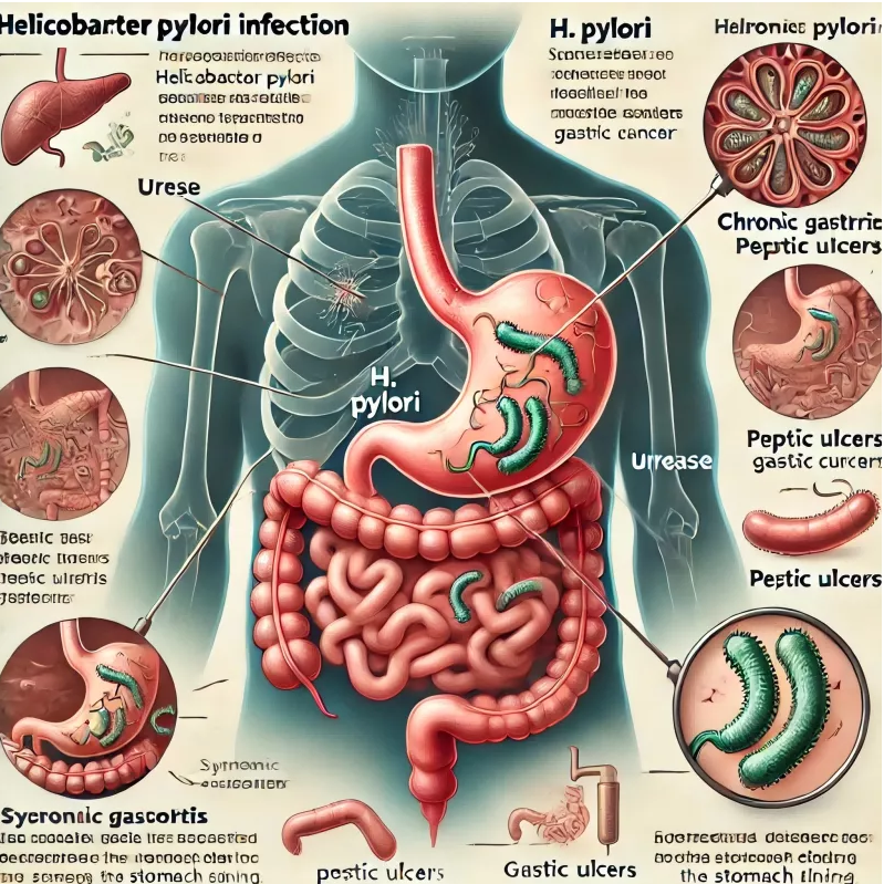 H. pylori rapid test _799_799.png